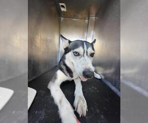 Huskies -Unknown Mix Dogs for adoption in San Antonio, TX, USA