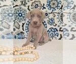 Small Photo #13 Weimaraner Puppy For Sale in LEWISBURG, KY, USA