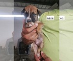Small #2 Chihuahua-Labrador Retriever Mix