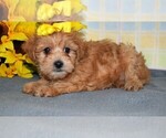 Small Photo #5 Morkie Puppy For Sale in BARNESVILLE, KS, USA