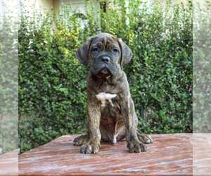 Cane Corso Puppy for sale in Smederevska Palanka, Central Serbia, Serbia