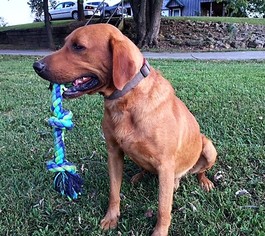 Father of the Labrador Retriever puppies born on 05/09/2018