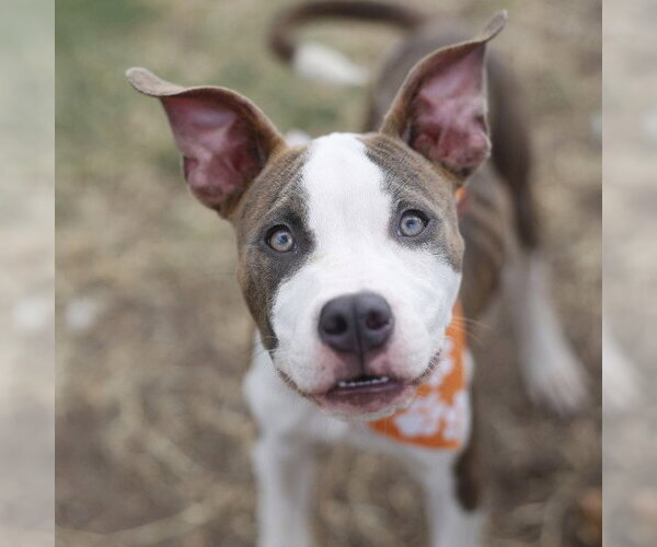 Medium Photo #1 American Staffordshire Terrier-Unknown Mix Puppy For Sale in San Antonio, TX, USA