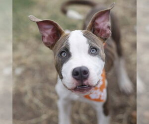 American Staffordshire Terrier-Unknown Mix Dogs for adoption in San Antonio, TX, USA