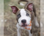 Small American Staffordshire Terrier Mix