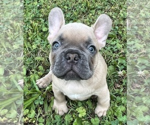 French Bulldog Puppy for sale in CHARLOTTE, NC, USA