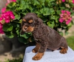 Small #11 Cocker Spaniel