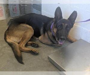 German Shepherd Dog Dogs for adoption in Corona, CA, USA