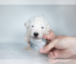 Small #27 Maremma Sheepdog