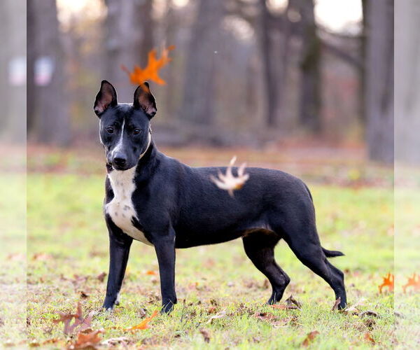 Medium Photo #1 Bull Terrier-Unknown Mix Puppy For Sale in Munford, TN, USA