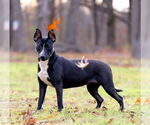 Small Bull Terrier Mix