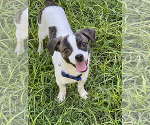 Rat Terrier-Unknown Mix Dogs for adoption in Phoenix, AZ, USA