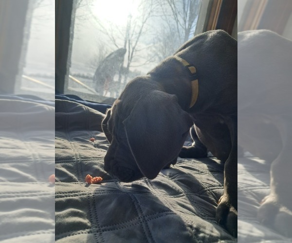 Medium Photo #4 Daniff Puppy For Sale in RICHFIELD SPRINGS, NY, USA