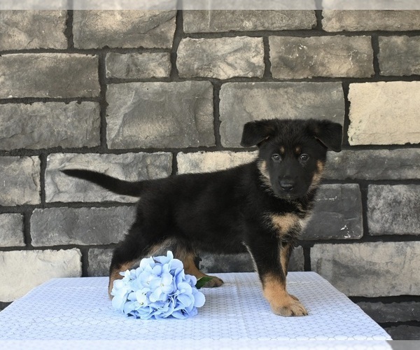 Medium Photo #5 German Shepherd Dog Puppy For Sale in MILLERSBURG, OH, USA