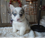 Small Photo #6 Pembroke Welsh Corgi Puppy For Sale in HONEY BROOK, PA, USA
