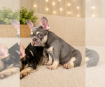 Small #1 French Bulldog