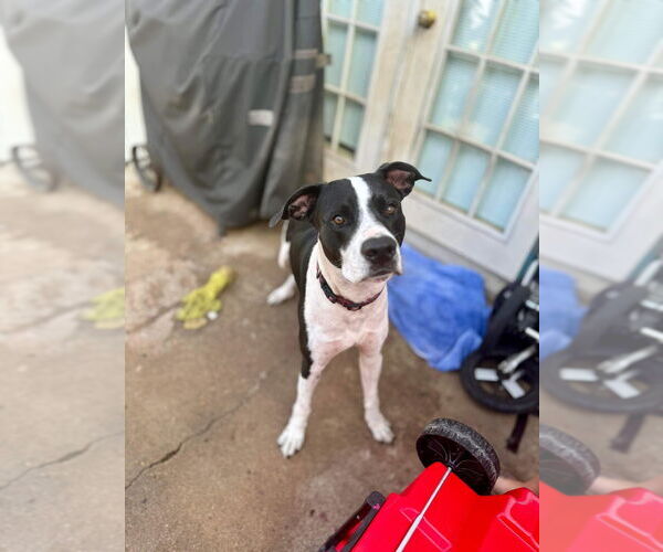Medium Photo #2 American Pit Bull Terrier-Great Dane Mix Puppy For Sale in Bullard, TX, USA
