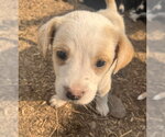 Small #10 Border Collie Mix
