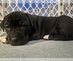 Small #3 American Pit Bull Terrier