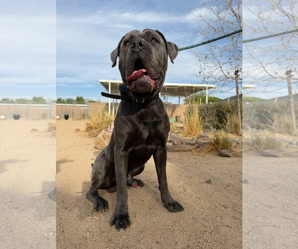 Medium Photo #7 Mutt Puppy For Sale in Goodyear, AZ, USA