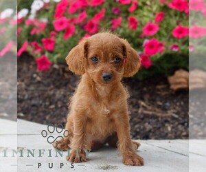 Goldendoodle (Miniature) Puppy for sale in OXFORD, PA, USA