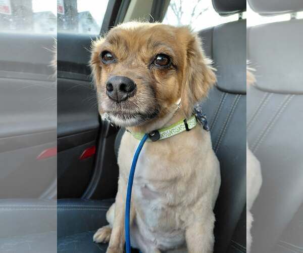 Medium Photo #4 Tibetan Spaniel Puppy For Sale in Crystal, MN, USA