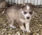 Small #2 Siberian Husky