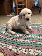 Goldendoodle Puppy for sale in OSCEOLA, IN, USA