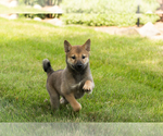 Small #35 Shiba Inu