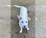 Small #3 Mutt