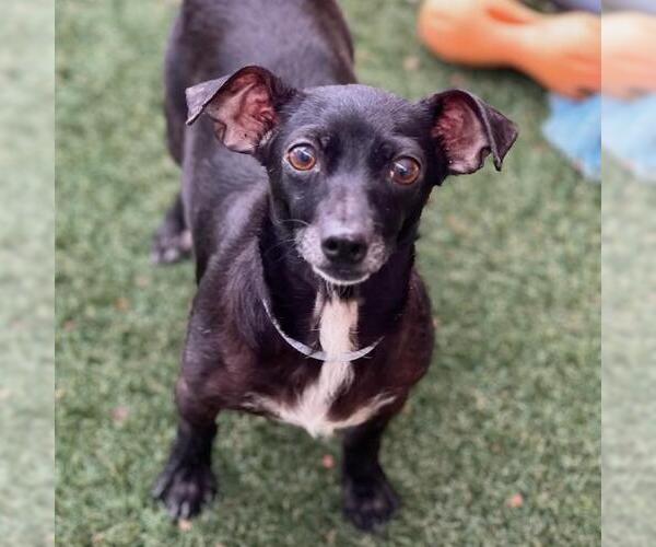 Medium Photo #15 Chihuahua Puppy For Sale in San Diego, CA, USA