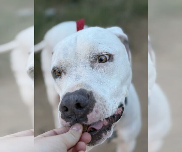 Medium Photo #4 Bulldog-Staffordshire Bull Terrier Mix Puppy For Sale in Chandler, AZ, USA