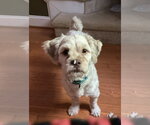 Small #8 Poodle (Standard)-Shih Tzu Mix