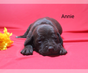 German Shorthaired Pointer Puppy for sale in RAGERSVILLE, OH, USA