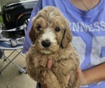 Puppy Jamal Robinson Goldendoodle