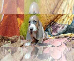 Basset Hound Puppy for sale in SALEM, WV, USA