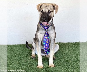 Larry - Male German Shepherd Dog-Unknown Mix Dog for Adoption - Photo #2