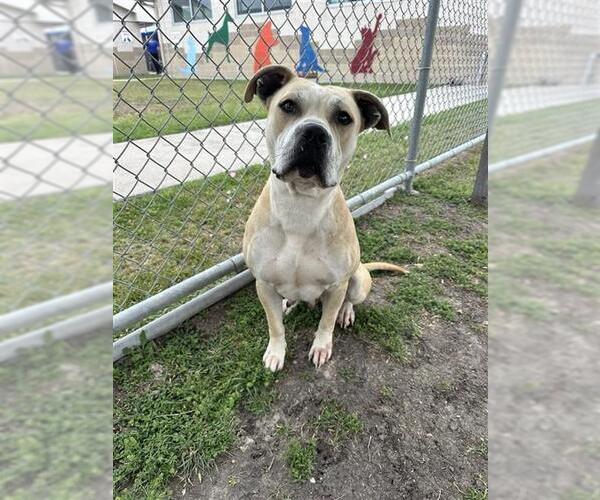 Medium Photo #2 Bullboxer Pit Puppy For Sale in Corpus Christi, TX, USA