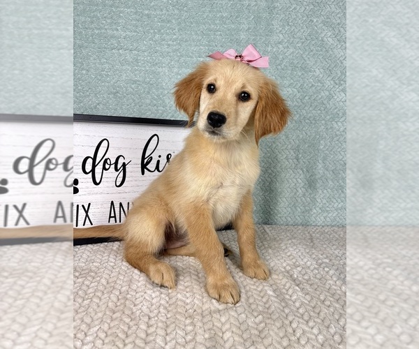 Medium Photo #4 Golden Retriever Puppy For Sale in FRANKLIN, IN, USA