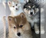 Small Photo #7 Pomsky Puppy For Sale in WOODSTOCK, CT, USA