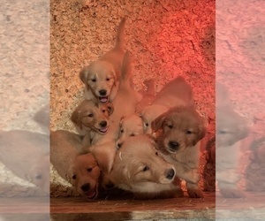 Golden Retriever Puppy for sale in MORRISVILLE, NC, USA