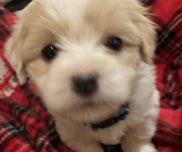 Medium Photo #11 Coton de Tulear Puppy For Sale in BIG RAPIDS, MI, USA
