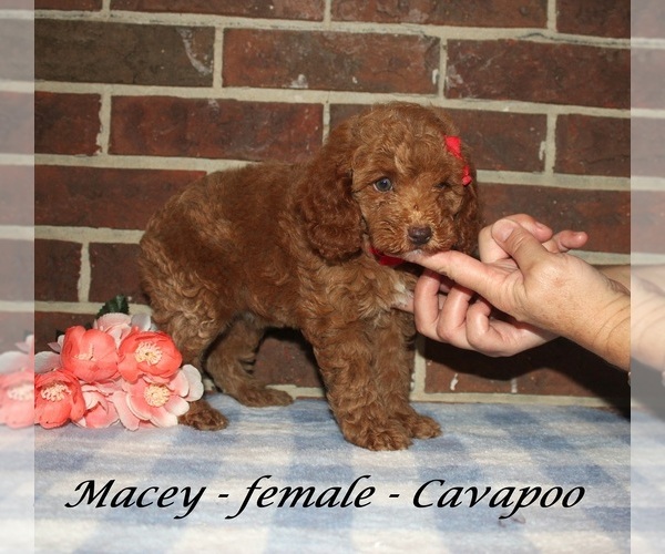 Medium Photo #2 Cavapoo (Miniature) Puppy For Sale in CLARKRANGE, TN, USA