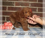 Small #1 Cavapoo (Miniature)