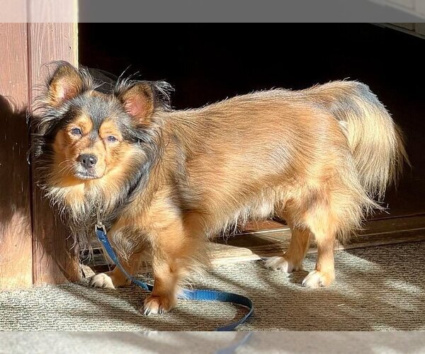 Medium Photo #8 Spaniel-Unknown Mix Puppy For Sale in Boonton, NJ, USA