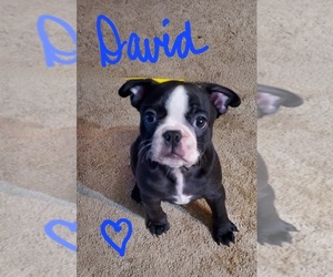 Faux Frenchbo Bulldog Puppy for sale in NEW CANEY, TX, USA