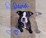 Small Photo #1 Faux Frenchbo Bulldog Puppy For Sale in NEW CANEY, TX, USA