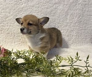 Pembroke Welsh Corgi Puppy for sale in STANLEY, WI, USA