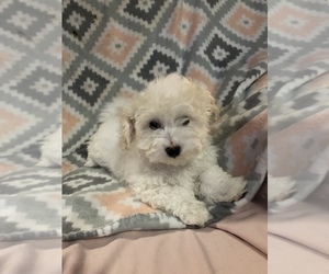 Havanese Puppy for sale in WAUSEON, OH, USA