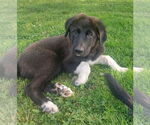 Small #3 Mutt